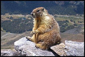 A Sierra Nevada Marmot, with similar looks to Punxatahoe Pete