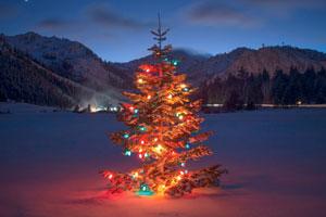 Palisades Tahoe Christmas Tree Winter Valley