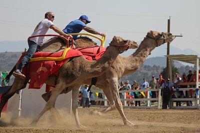 International Camel & Ostrich Races