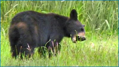 A young black bear dines on meadow grasses, a natural food source. Photo credit: Nevada Department of Wildlife.