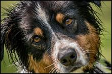 Palisades Tahoe Peaks & Paws Festival
